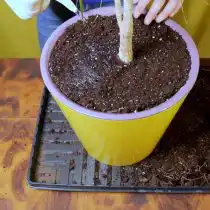 Засыпьте драцену грунтом и полейте