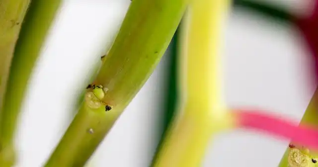 Почки на пуансеттии