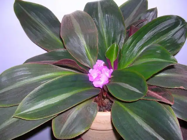 Сидерасис буроватый (Siderasis fuscata)