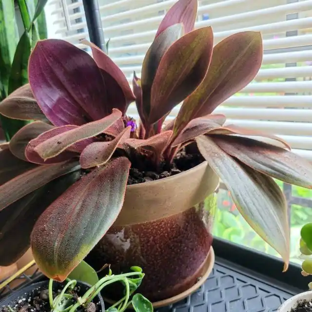 Сидерасису подойдет только северное окно или восточные и западные окна с рассеивающим экраном