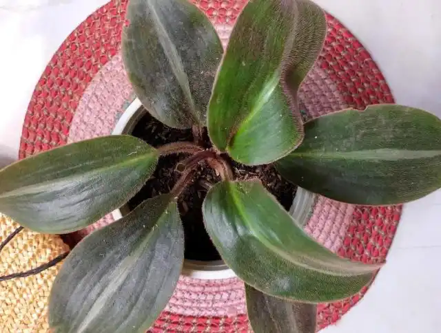 Для сидерасиса нужно подобрать питательную, воздухо- и водопроницаемую, грубую землесмесь