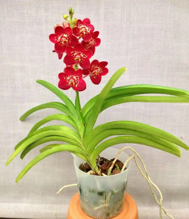 Аскоценда (×Ascocenda, обозначение — Ascda)