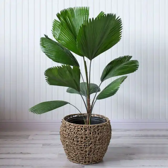 Ликуала крупная (Licuala grandis)