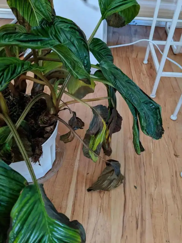 При неправильном уходе такка обычно просто чахнет на глазах