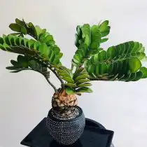 Замия шершавая (Zamia furfuracea)