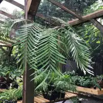 Замия ложнопаразитная