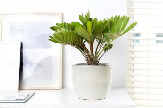 Замии обожают яркое освещение