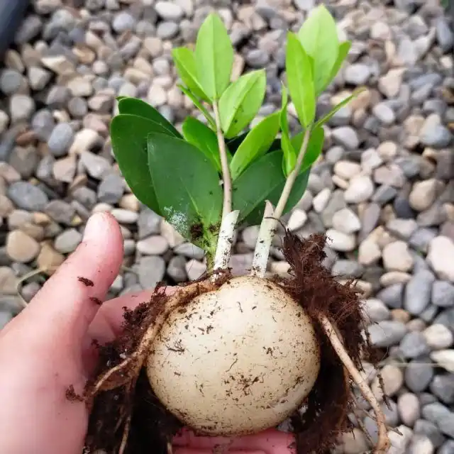 Вырастить замию можно только из семян