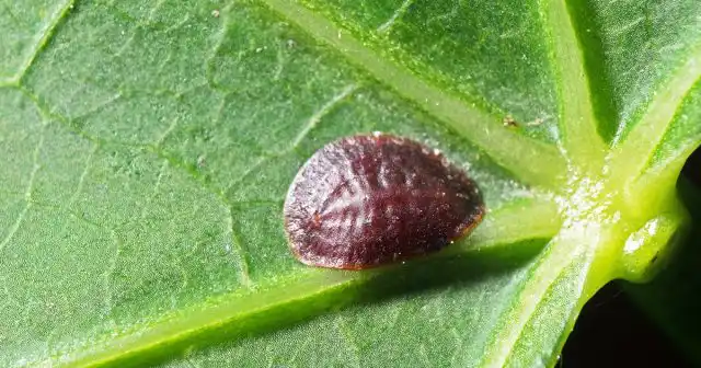 Для простого цветовода нет разницы – щитовка перед ним или ложнощитовка. Основные отличия этих вредителей находятся в плоскости биологии, а в практическом отношении вред они наносят сопоставимый