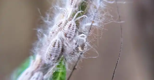 Белые вредители, появившиеся на комнатных растениях – это, скорее всего, мучнистые червецы. От других вредителей их легко отличить по светлому восковому налёту, покрывающему тело