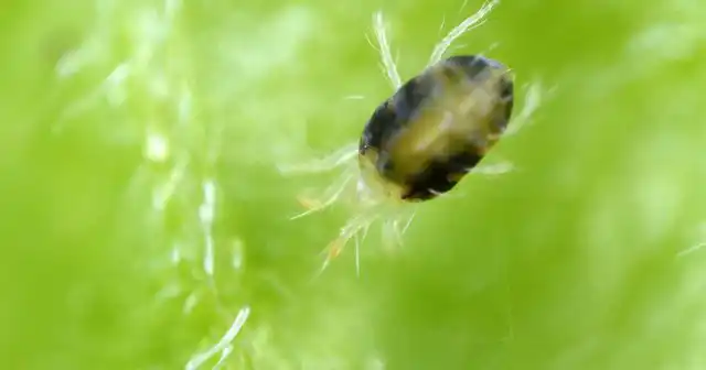 Белые вредители, появившиеся на комнатных растениях – это, скорее всего, мучнистые червецы. От других вредителей их легко отличить по светлому восковому налёту, покрывающему тело