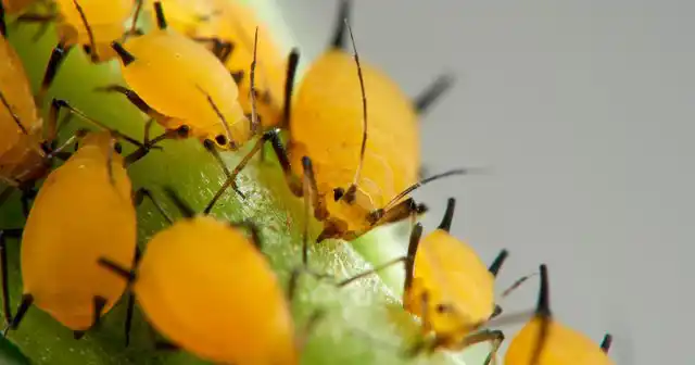 Белые вредители, появившиеся на комнатных растениях – это, скорее всего, мучнистые червецы. От других вредителей их легко отличить по светлому восковому налёту, покрывающему тело