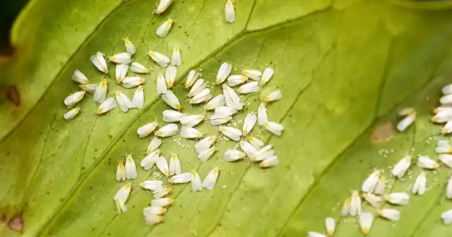 Белокрылка – создание настолько нежное и воздушное, что поначалу не верится в её вредоносность. Однако внешний вид обманчив