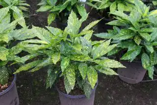 Аукуба японская (Aucuba japonica) 