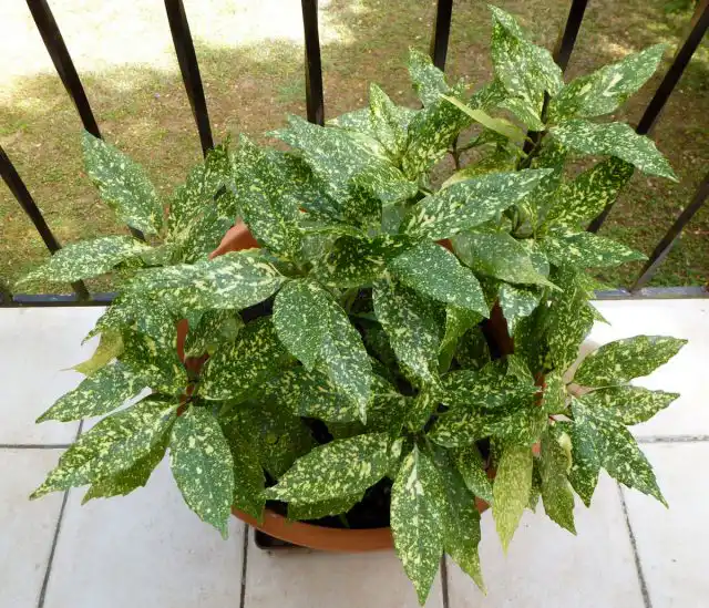 Пинцировка, прищипывание верхушек стимулирует у аукубы ветвление и бурный рост