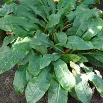 Палисота прицветниковая (Palisota bracteosa)