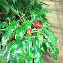 Палисота Бартера (Palisota barteri)