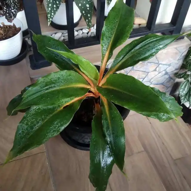 Минимально допустимая влажность воздуха для палисоты — 50%