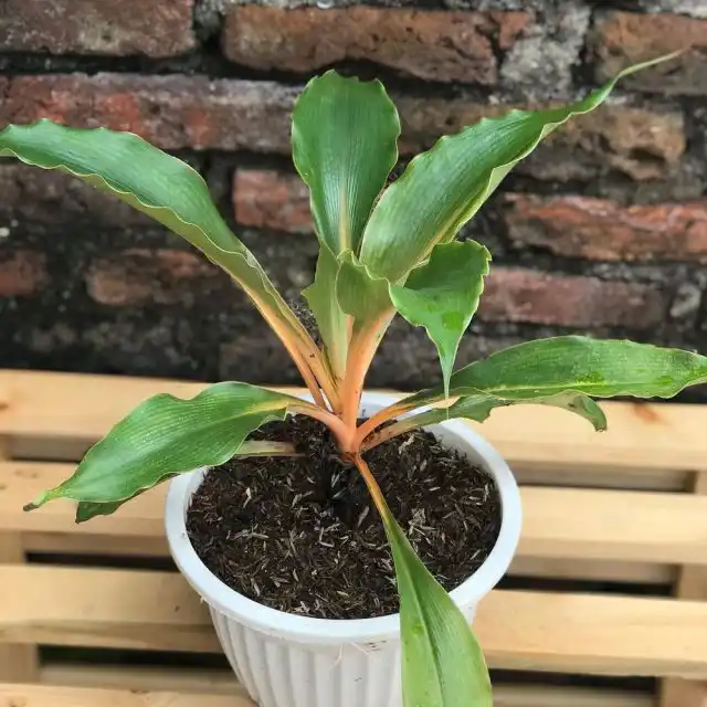 Субстрат для палисоты подбирают из числа землесмесей для орхидей и бромелиевых