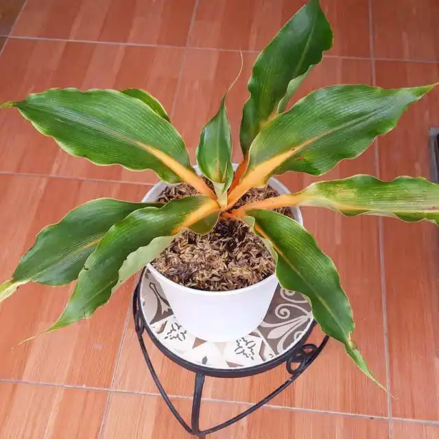 Для палисоты нужен мягкий, рассеянный свет