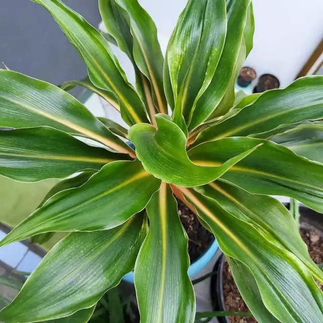 Палисота (Palisota)