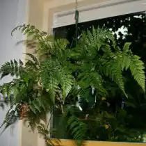 Даваллия Мариса (Davallia mariesii) 