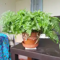 Даваллия плотная (Davallia solida)