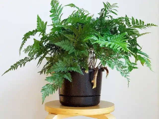 При постепенном приучении даваллия неплохо адаптируется к полутени