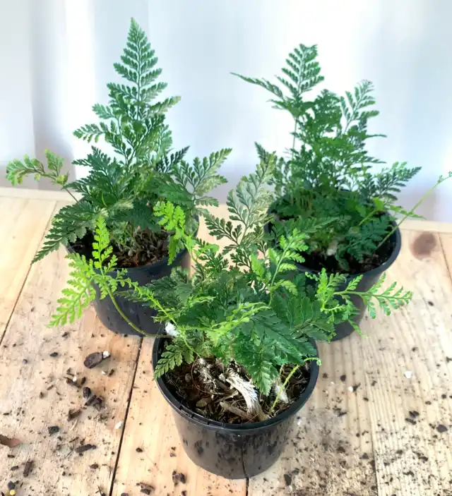 Оптимальный вариант размножения для любого вида даваллий — разделение