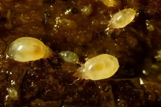 Корневой луковый клещ (Rhizoglyphus echinopus)