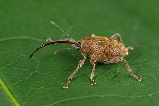 Слоник, или долгоносик (Curculionidae)