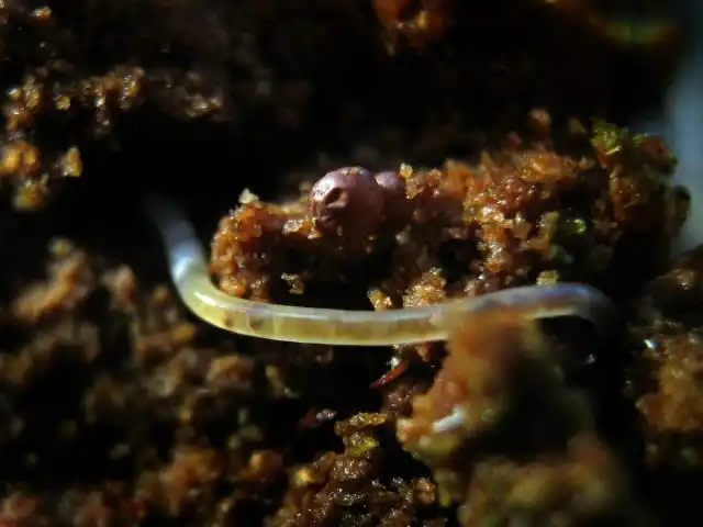 Нематода (Nematoda)