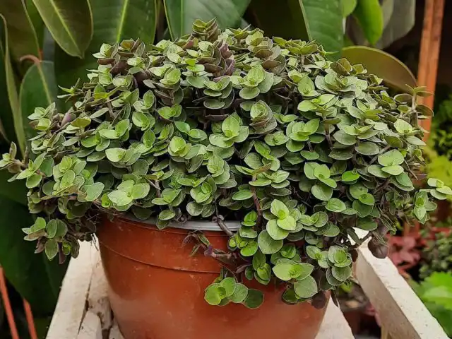Каллизия ползучая (Callisia repens)