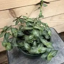 Каллизия элегантная, или изящная (Callisia gentlei)