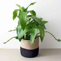 Каллизия душистая (Callisia fragrans)