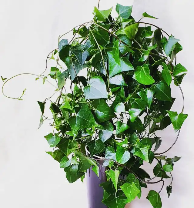 Крестовник крупноязычковый (Senecio macroglossus)