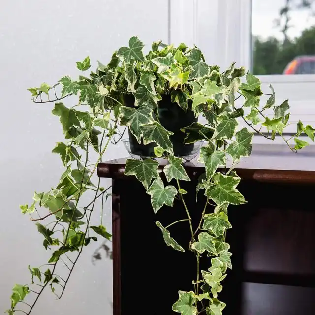 Плющ обыкновенный (Hedera helix)