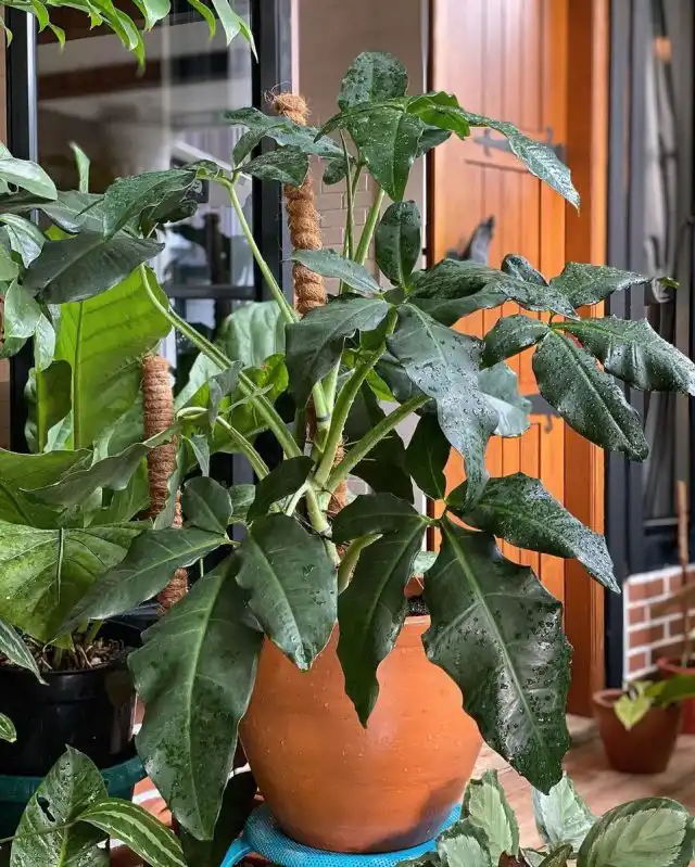 Сингониум ушковидный, или ушастый (Syngonium auritum)