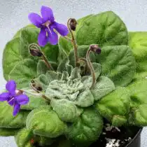 Петрокосмея Флаксида (Petrocosmea flaccida)