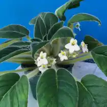 Петрокосмея Керри (Petrocosmea kerrii var. kerrii)