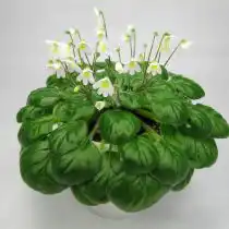 Петрокосмея Барбата (Petrocosmea barbata)