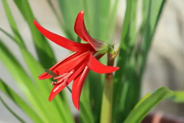 Спрекелия — светолюбивое растение