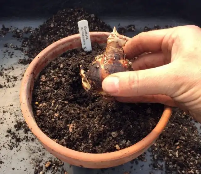 При посадке спрекелий важно соблюдать правила погружения в субстрат только до половины луковицы