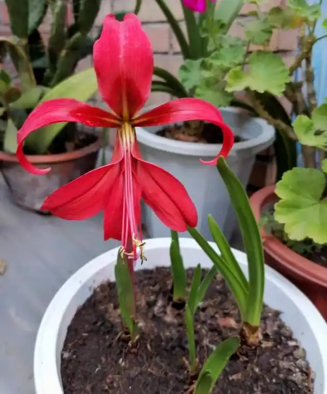 Самый простой способ размножить спрекелию — отделить дочерние луковицы при пересадке растения