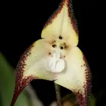 Дракула кордовская (Dracula cordobae)