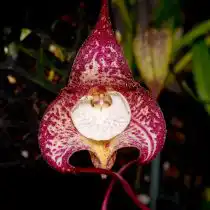 Дракула красивая (Dracula bella)