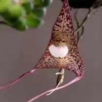 Дракула летучая мышь (Dracula vespertilio)