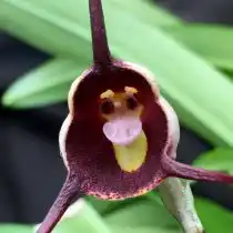 Дракула Бенедикта (Dracula benedictii)