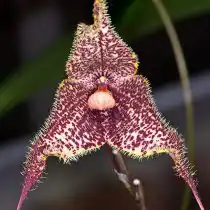 Дракула химера (Dracula chimaera)