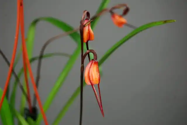 Дракула содиро (Dracula sodiroi)